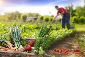 عقد مزارعه